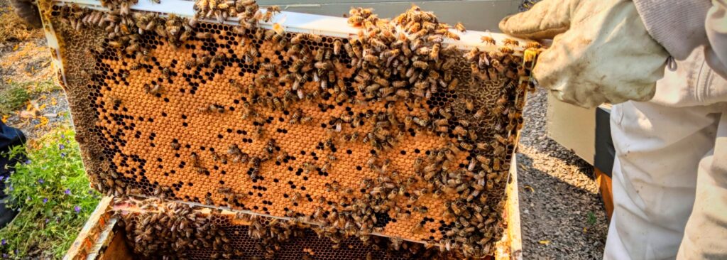Brood Frame