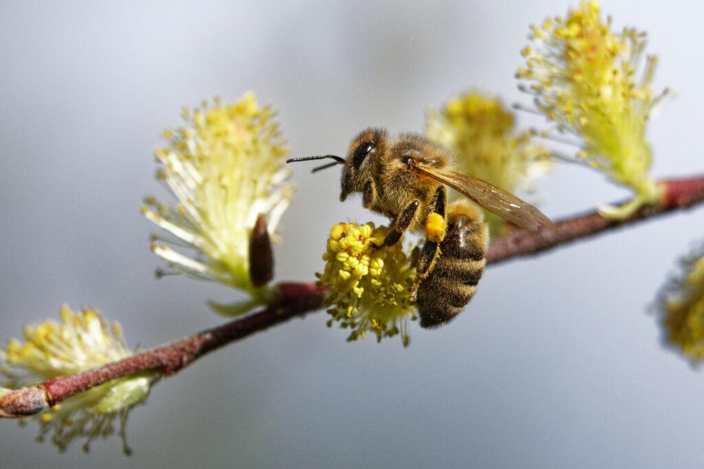 Honey bee pollen spring