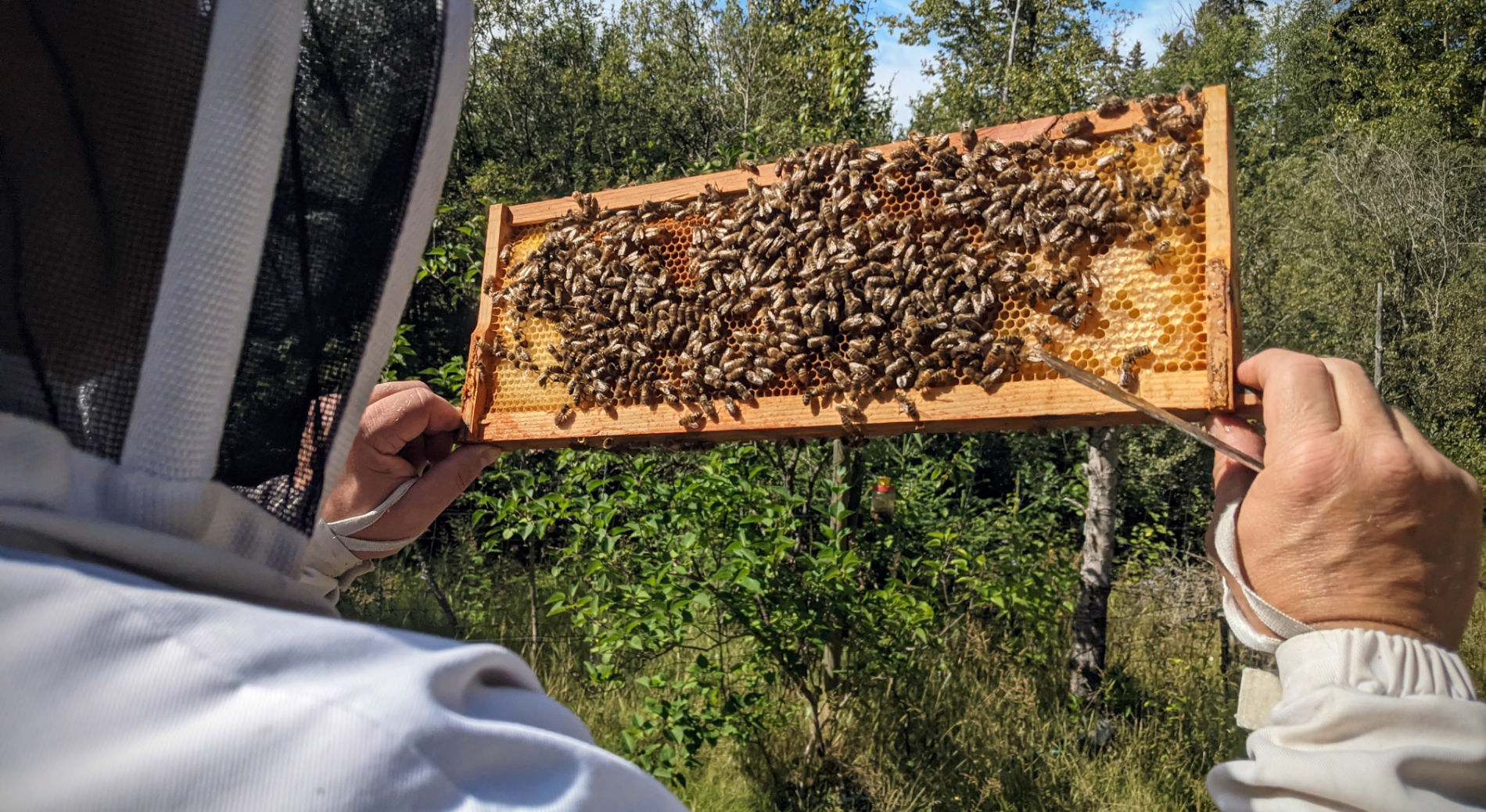 Backyard Beekeeping Field Day Kamloops Beekeepers
