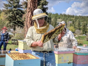 Beekeeper inspecting a frame during a field day.